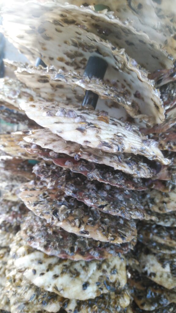 岡山のでぇれぇ美味しい牡蠣ができるまで～牡蠣の産卵って？